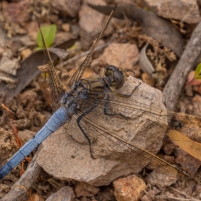 Orthetrum caledonicum (Blue Skimmer) at Mullion, NSW - 1 Jan 2021 by trevsci