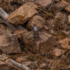 Orthetrum caledonicum at Mullion, NSW - 1 Jan 2021