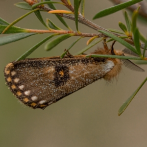 Epicoma contristis at Mullion, NSW - 1 Jan 2021