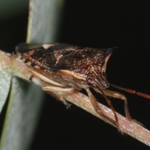 Oechalia schellenbergii at Melba, ACT - 16 Dec 2020