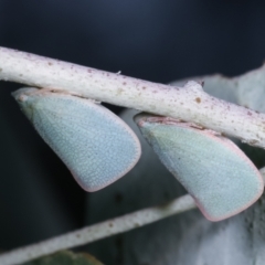 Siphanta sp. (genus) (Green planthopper, Torpedo bug) at Melba, ACT - 16 Dec 2020 by kasiaaus