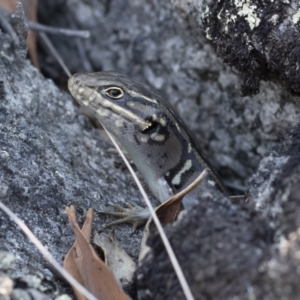 Liopholis whitii at Bredbo, NSW - 12 Jan 2020 03:51 PM