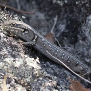 Liopholis whitii at Bredbo, NSW - 12 Jan 2020 03:51 PM