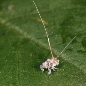 Platybrachys sp. (genus) at Melba, ACT - 16 Dec 2020