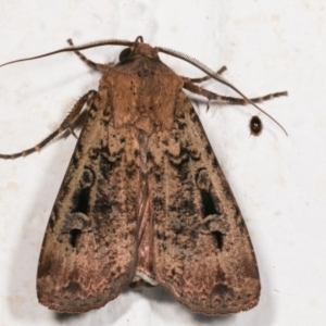 Agrotis infusa at Melba, ACT - 17 Dec 2020