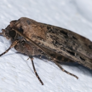 Agrotis infusa at Melba, ACT - 17 Dec 2020