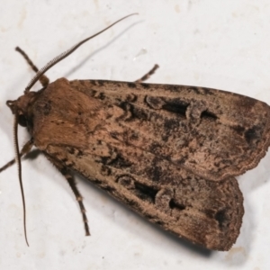 Agrotis infusa at Melba, ACT - 17 Dec 2020