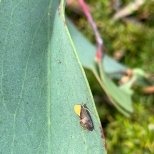 Brunotartessus fulvus at Murrumbateman, NSW - 2 Jan 2021