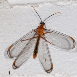 Nymphes myrmeleonoides at Melba, ACT - 17 Dec 2020