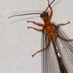 Nymphes myrmeleonoides at Melba, ACT - 17 Dec 2020