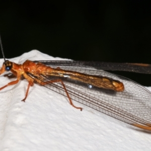 Nymphes myrmeleonoides at Melba, ACT - 17 Dec 2020