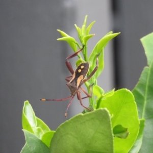 Mictis profana at Wanniassa, ACT - 2 Jan 2021 05:10 PM