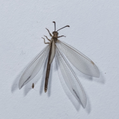 Myrmeleontidae (family) (Unidentified Antlion Lacewing) at Melba, ACT - 17 Dec 2020 by kasiaaus