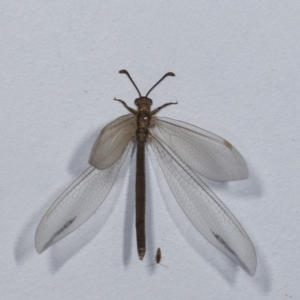 Myrmeleontidae (family) at Melba, ACT - 17 Dec 2020