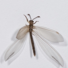 Myrmeleontidae (family) at Melba, ACT - 17 Dec 2020