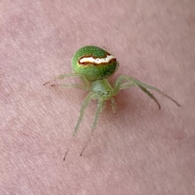 Araneus circulissparsus (species group) (Speckled Orb-weaver) at Watson, ACT - 2 Jan 2021 by jpeek