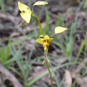 Diuris sulphurea at Yass River, NSW - 31 Oct 2020