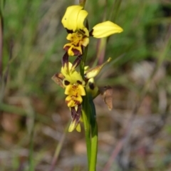 Diuris sulphurea at Yass River, NSW - 31 Oct 2020