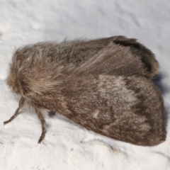 Pernattia pusilla (She-Oak Moth) at Melba, ACT - 17 Dec 2020 by kasiaaus