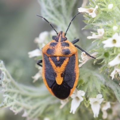 Agonoscelis rutila (Horehound bug) at Michelago, NSW - 15 Nov 2019 by Illilanga