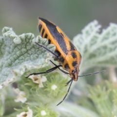 Agonoscelis rutila at Michelago, NSW - 15 Nov 2019