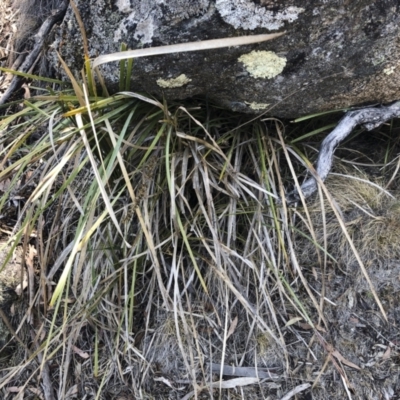 Lomandra longifolia (Spiny-headed Mat-rush, Honey Reed) at Bredbo, NSW - 12 Jan 2020 by Illilanga