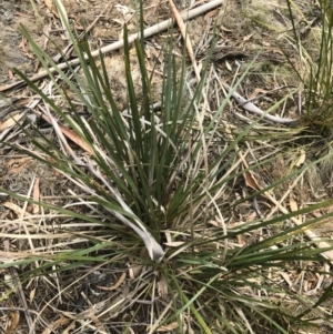 Lomandra longifolia at Bredbo, NSW - 6 Feb 2020