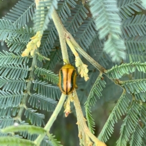 Calomela juncta at Murrumbateman, NSW - 2 Jan 2021