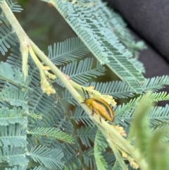 Calomela juncta at Murrumbateman, NSW - 2 Jan 2021