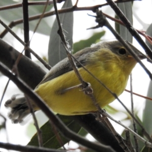 Gerygone olivacea at Kambah, ACT - 2 Jan 2021