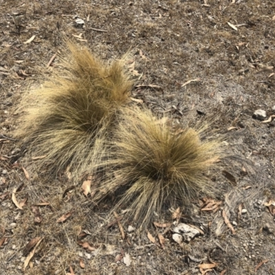 Nassella trichotoma (Serrated Tussock) at Bredbo, NSW - 12 Jan 2020 by Illilanga