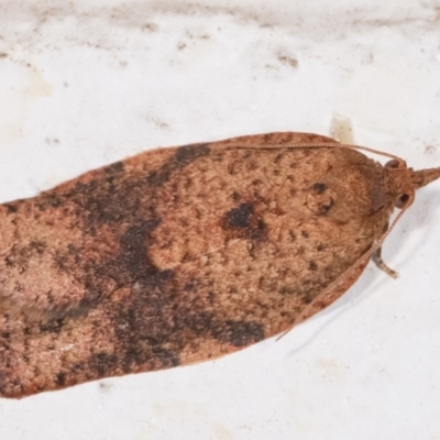 Epiphyas postvittana (Light Brown Apple Moth) at Melba, ACT - 16 Dec 2020 by kasiaaus