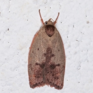 Heliocausta undescribed species at Melba, ACT - 16 Dec 2020