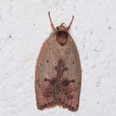 Heliocausta undescribed species (A Concealer moth (Wingia group)) at Melba, ACT - 16 Dec 2020 by kasiaaus