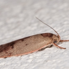 Heliocausta undescribed species at Melba, ACT - 16 Dec 2020