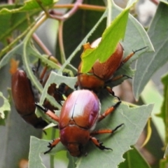 Anoplognathus brunnipennis (Green-tailed Christmas beetle) at Stromlo, ACT - 2 Jan 2021 by HelenCross