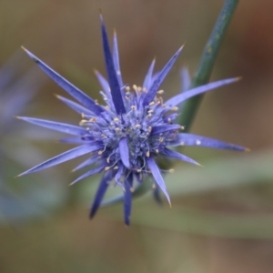 Eryngium ovinum at Deakin, ACT - 1 Jan 2021