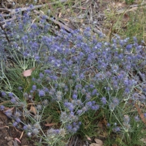 Eryngium ovinum at Deakin, ACT - 1 Jan 2021