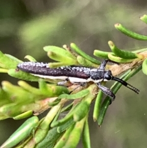 Rhinotia sp. (genus) at Murrumbateman, NSW - 2 Jan 2021