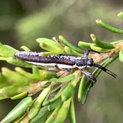 Rhinotia sp. (genus) (Unidentified Rhinotia weevil) at Murrumbateman, NSW - 2 Jan 2021 by SimoneC