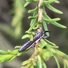 Rhinotia sp. (genus) at Murrumbateman, NSW - 2 Jan 2021