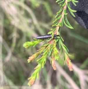 Rhinotia sp. (genus) at Murrumbateman, NSW - 2 Jan 2021