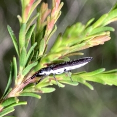 Rhinotia sp. (genus) at Murrumbateman, NSW - 2 Jan 2021