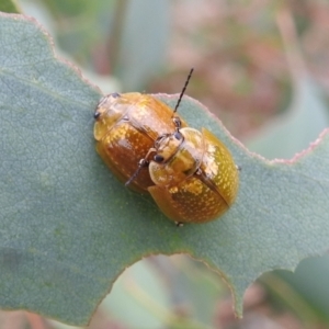 Paropsisterna cloelia at Stromlo, ACT - suppressed