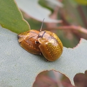 Paropsisterna cloelia at Stromlo, ACT - suppressed