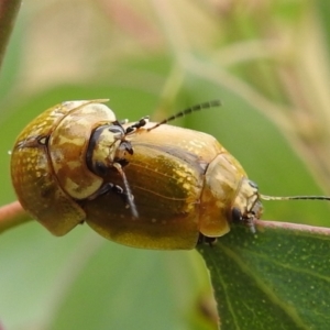 Paropsisterna cloelia at Stromlo, ACT - 2 Jan 2021