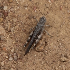 Pycnostictus seriatus (Common Bandwing) at Hughes, ACT - 1 Jan 2021 by LisaH