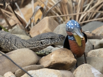 Varanus rosenbergi (Heath or Rosenberg's Monitor) at Michelago, NSW - 18 Jan 2020 by Illilanga