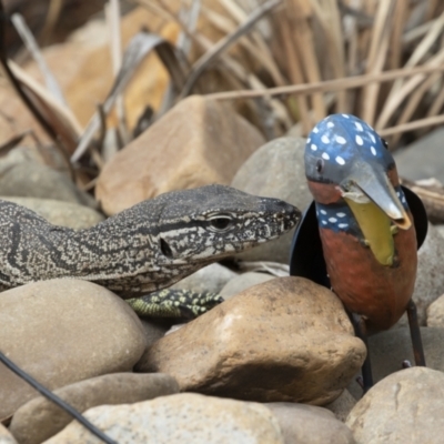 Varanus rosenbergi (Heath or Rosenberg's Monitor) at Michelago, NSW - 18 Jan 2020 by Illilanga