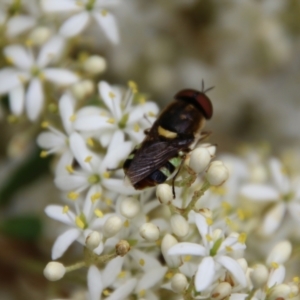 Odontomyia hunteri at Hughes, ACT - 1 Jan 2021 01:07 PM